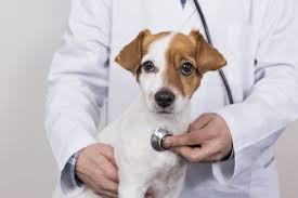 Neuter Male Service Above 100lbs $205