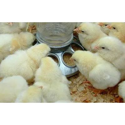 Miller 9810 Round Jar Galvanized Feeder Base Baby Chic 10-Pack Miller